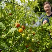 Cherry tomatoes growing on the vine this summer in the Sagamore garden